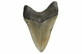 Fossil Megalodon Tooth - North Carolina #190881-2